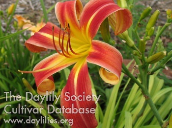 Daylily Red Thrill